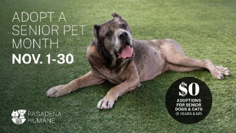 Pasadena Humane Waives Adoption Fees for Senior Pets in November