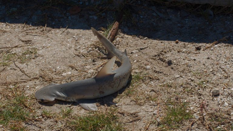 Woman Sees Beached Shark While Walking Dogs And Puts It Back In The Ocean