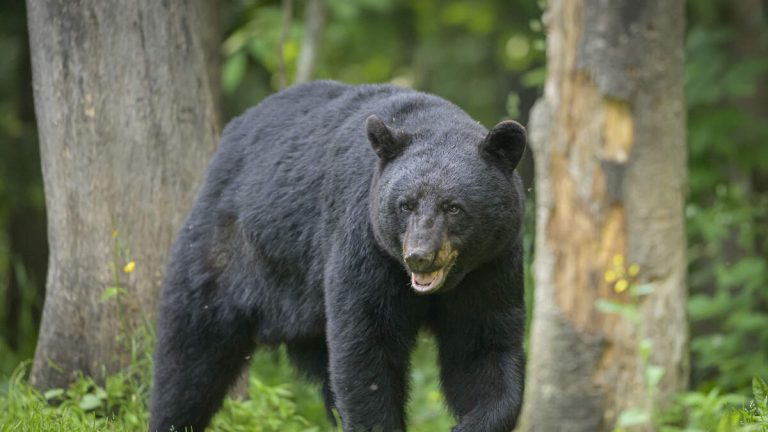 Bear Moves Into Altadena Homeowner’s Crawlspace