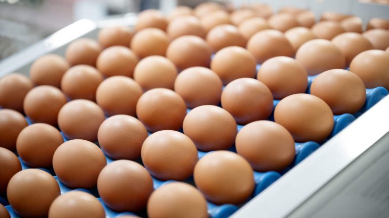 Eggs Recalled Over Potential Serious Contamination