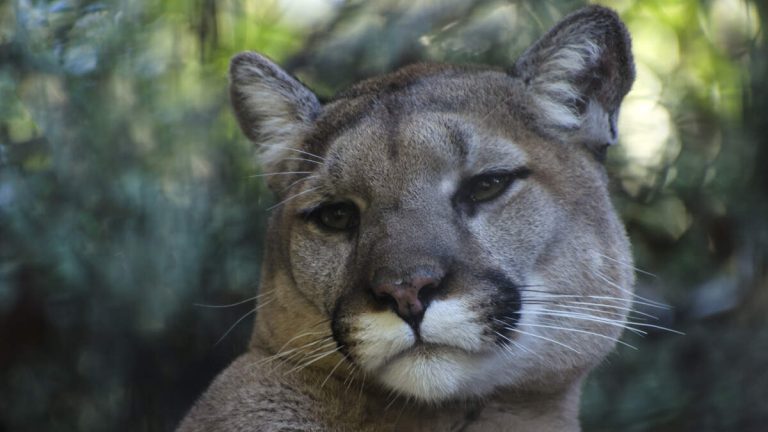 Mountain Lion P-129 Captured Near Wildlife Crossing Site