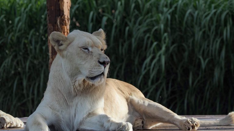 Teen Mauled To Death By Lioness After Climbing Into Her Enclosure At Zoo