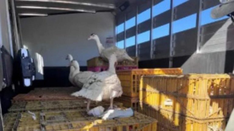 200 Ducks Found in Palmdale Truck After Owner’s Death