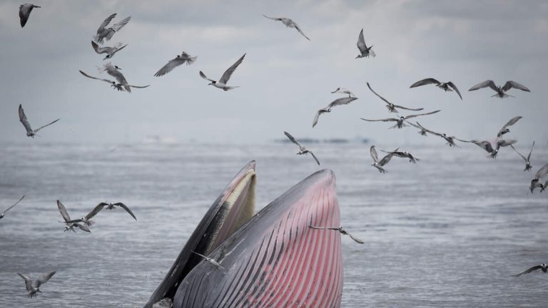 Freediver Captures Stunning Footage Of Giant Whale Eating Swarm Of Sardines