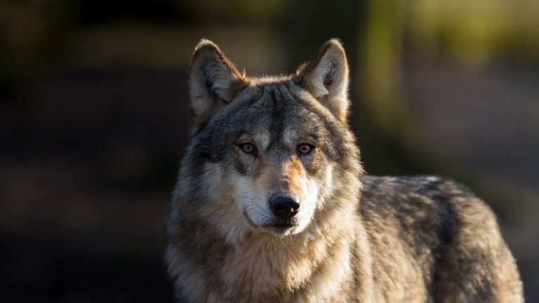 LA County Boosts Funding for Youth ‘Wolf Therapy’ Program