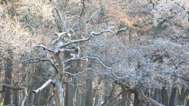 Meteorologist Warns That Extreme Arctic Cold Could Cause Trees To Explode