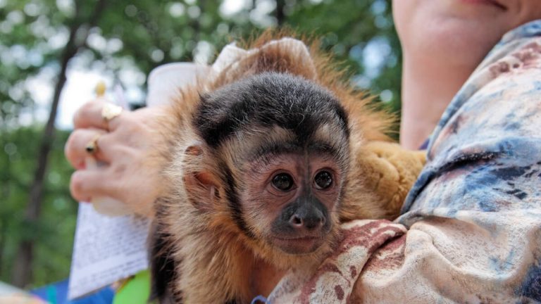 Stolen Monkey Trashes Music Store Before Its Captured By Good Samaritan