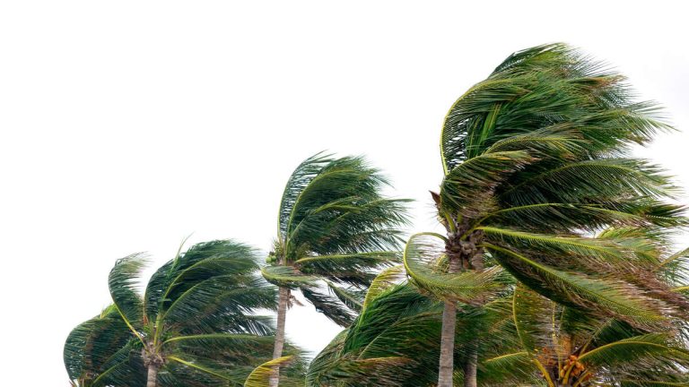 Winds Continue to Batter SoCal, High Risk of Downed Trees, Power Lines