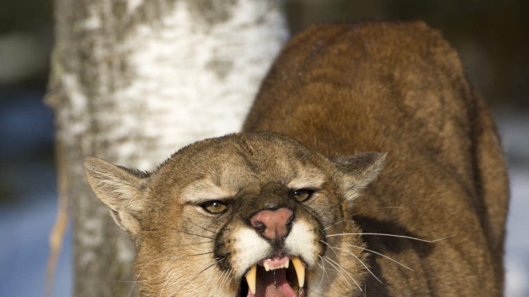 Woman Dies In Rare Attack By Mountain Lion In Colorado