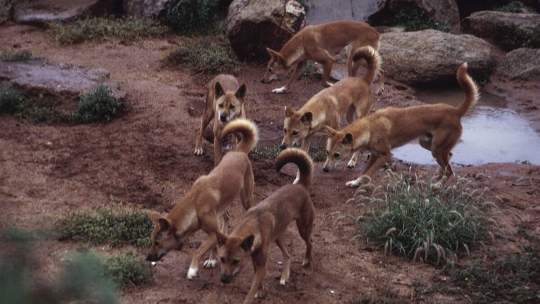 Woman Found Dead Surrounded By Dingoes On Popular Beach
