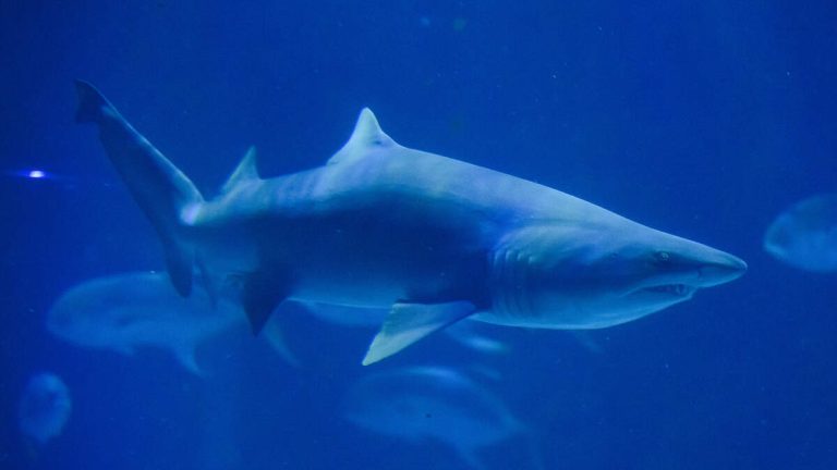 Woman Killed Following Shark Attack In US Virgin Islands