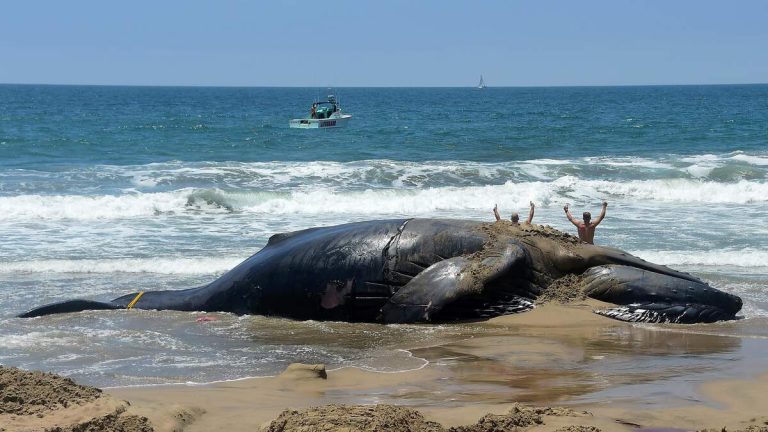 30-foot Dead Humpback Whale Washes Ashore in Newport Beach