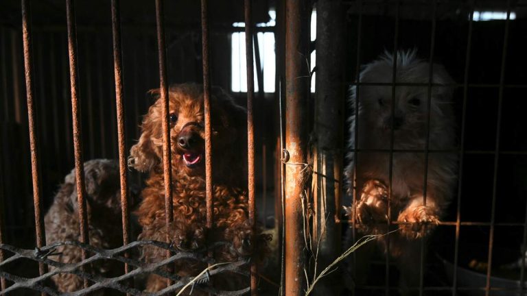 94 Dogs Euthanized in Animal Cruelty Case; Suspect May Receive Probation
