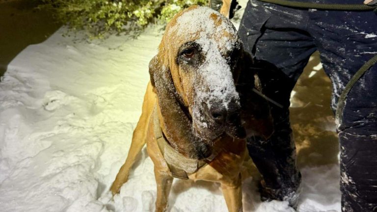 Hero Police Dog Tracked Missing Boy During North Carolina Snowstorm