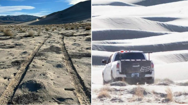 National Park Service Asks For Help Locating Driver Who Damaged Rare Plants