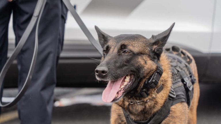 Police Dog Sniffs Out Burglary Suspect Hiding In An Air Vent