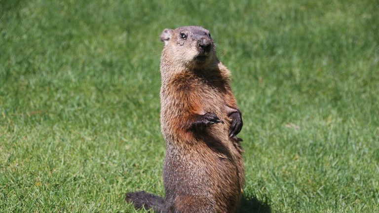 SoCal Groundhog Day: Six More Weeks of Balmy Weather?