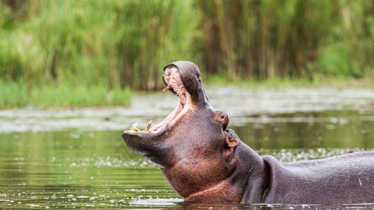 Terrifying Video Captures Hippo Overturn Boat, Attack Wildlife Ranger