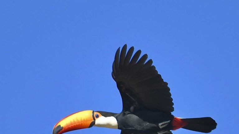 Toucan Safely Captured After Flying Around Las Vegas For Several Months