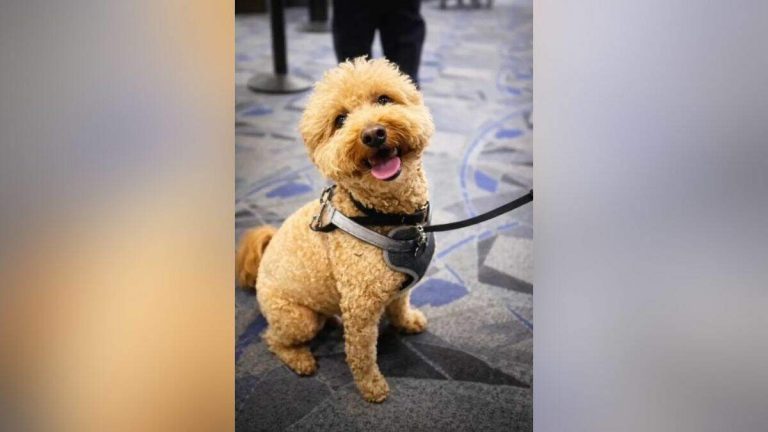 Traveler Ditches 2-Year-Old Dog At Major Airport