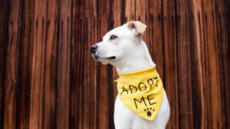 300+ Cats and Dogs Rescued in Lake Hughes Up For Adoption Monday