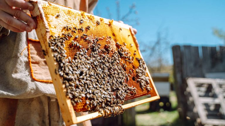 50,000 Bees Killed In ‘Deliberate’ Arson Of Hives At Family Farm