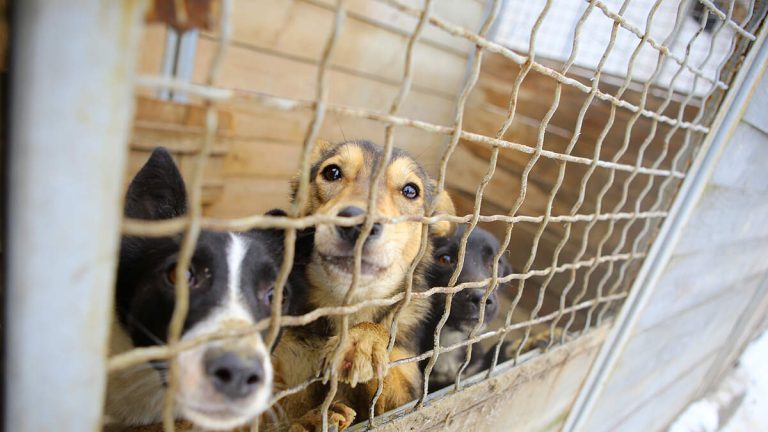Animal Control Officials Rescue 700 Cats and Dogs from Lake Hughes Property