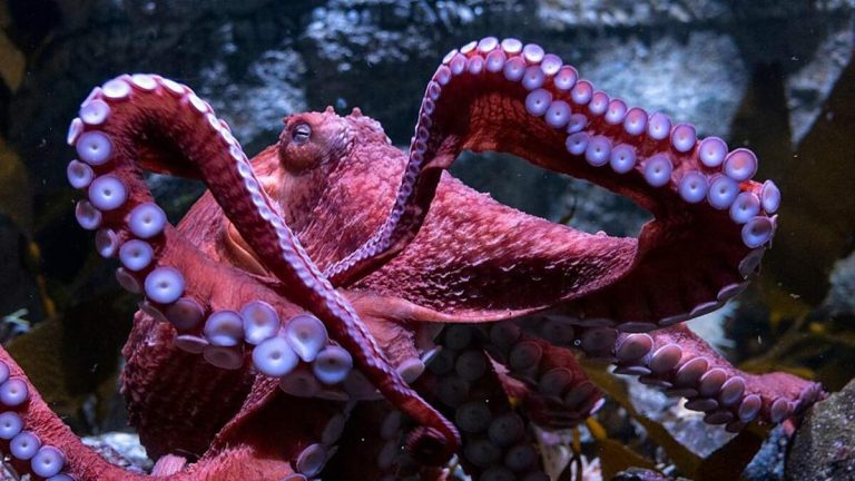 Aquarium of the Pacific Mourns Loss of Beloved Octopus Ghost