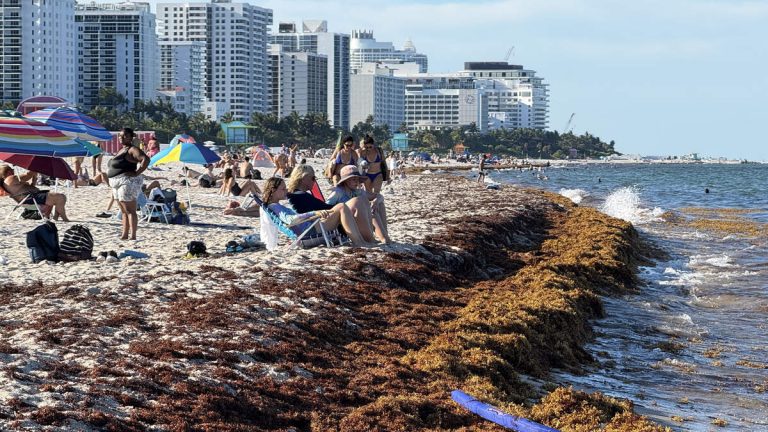 Beaches Overwhelmed With Smelly Seaweed As Spring Breakers Flock To Florida