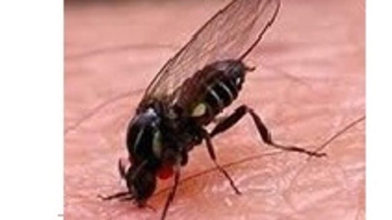 Black Flies Swarm San Gabriel Valley Foothills