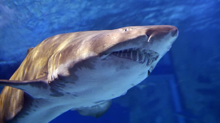 Cocaine-Fueled Sharks Found: Study