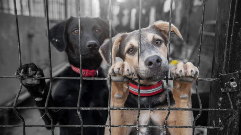 Dogs Rescued From Animal Seizure Case Flown To Chicago For Adoption