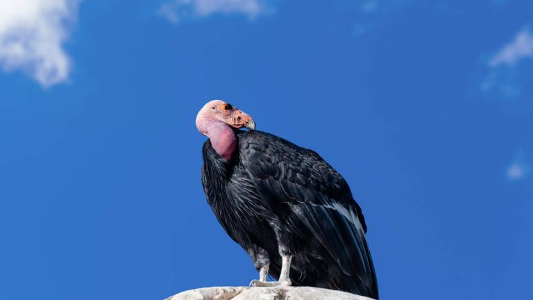 First Condor Egg in a Century Spotted in Northern California Redwood