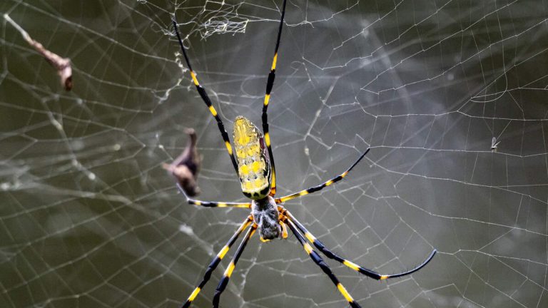 Giant Spiders The Size Of A Human Hand Spreading Across The US