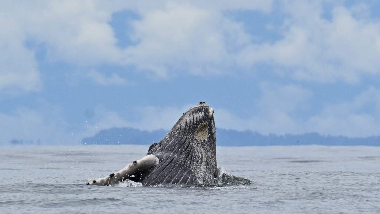 Humpback Whale Freed By Rescuers In Baltic Sea Is Stranded Again
