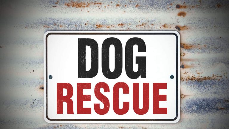 Hundreds of Animals Need Homes as L.A. County Opens Shelters Sunday