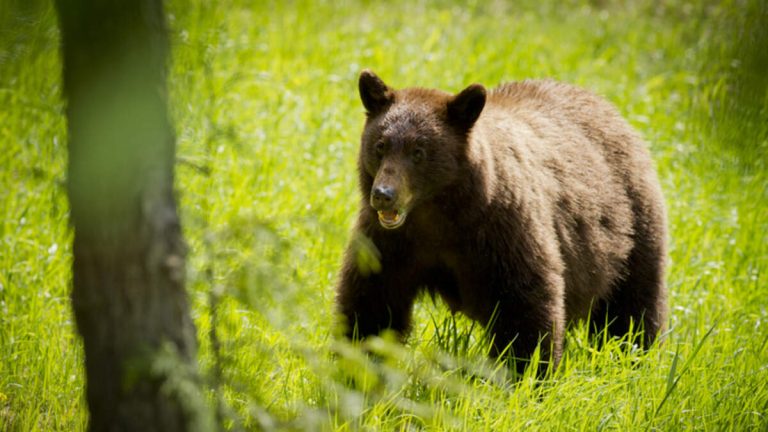 Memorial, Walk Planned For Blondie the Monrovia Mama Bear Put Down by CDFW