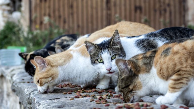 PETA Offers $5,000 Reward as BB Gun Attacks Leave Cats Injured in LA