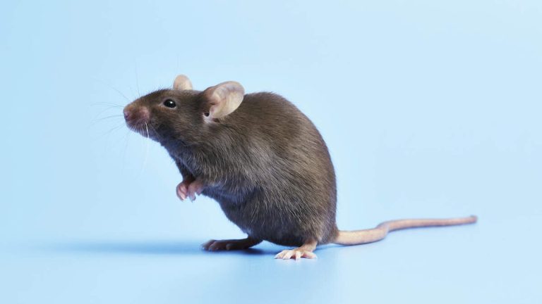 Popular Food Recalled Over Feared Mouse Contamination