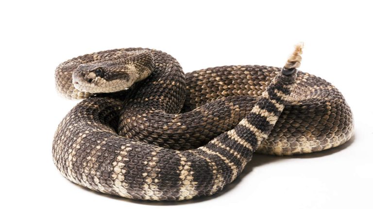 Rattlesnakes Emerge Early in SoCal Due to Heat – How To Stay Safe