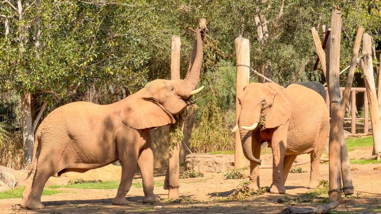 San Diego Zoo Safari Park Opens Massive “Elephant Valley”