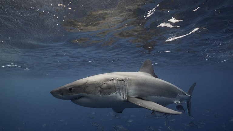Shark Sighting in Newport Forces Beach Closure