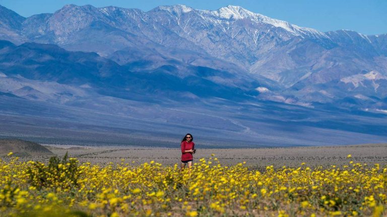 Superbloom Turns Death Valley Into A Rare Colorful Spectacle