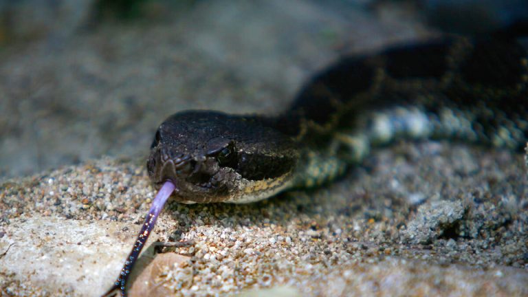 Ventura County Woman Dies After Rattlesnake Bite on Hiking Trail