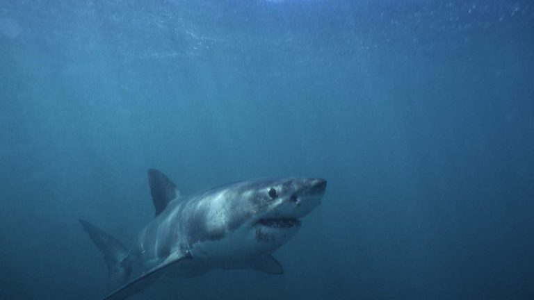 2nd Shark Sighting in a Week Prompts Huntington Beach Ocean Closure