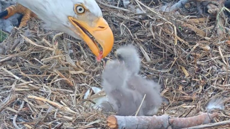 And Then There Were Two, Big Bear Eagles Jackie and Shadow Welcome Eaglets!