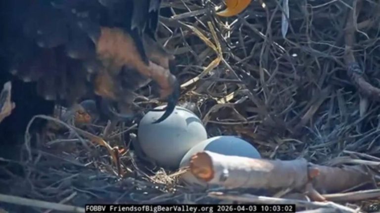 Big Bear Eagles Jackie and Shadow Welcome First Pip of 2026