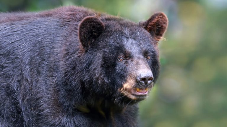 Blondie The Bear’s Death Inspires New Bill In California