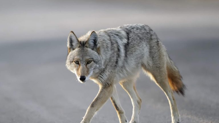 Coyote Attacks 4-Year-Old in Carson Driveway