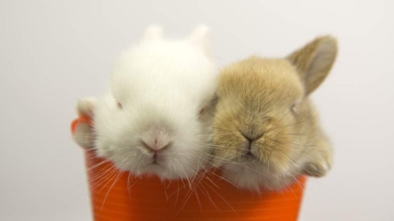 Experts Discourage Buying Real Bunnies as Easter Gifts